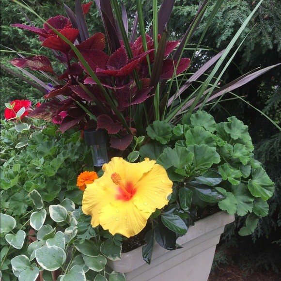 Meet your Posher, Maureen - Picture 2 of 9